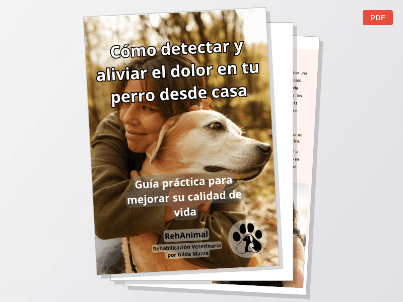 Como detectar y aliviar el dolor de tu perro desde casa — Documentos