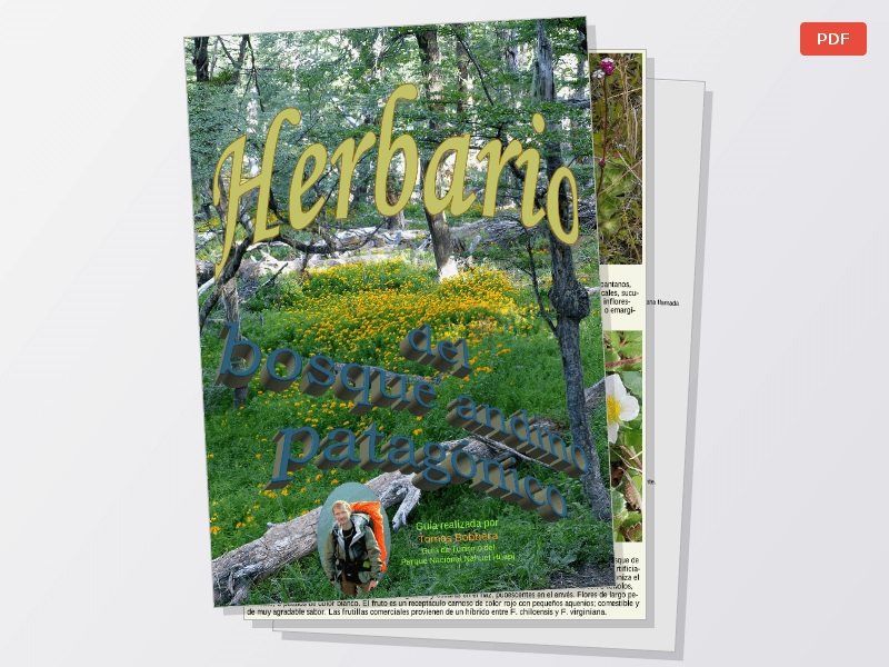Guía de la flora del bosque Patagónico - imagen 1