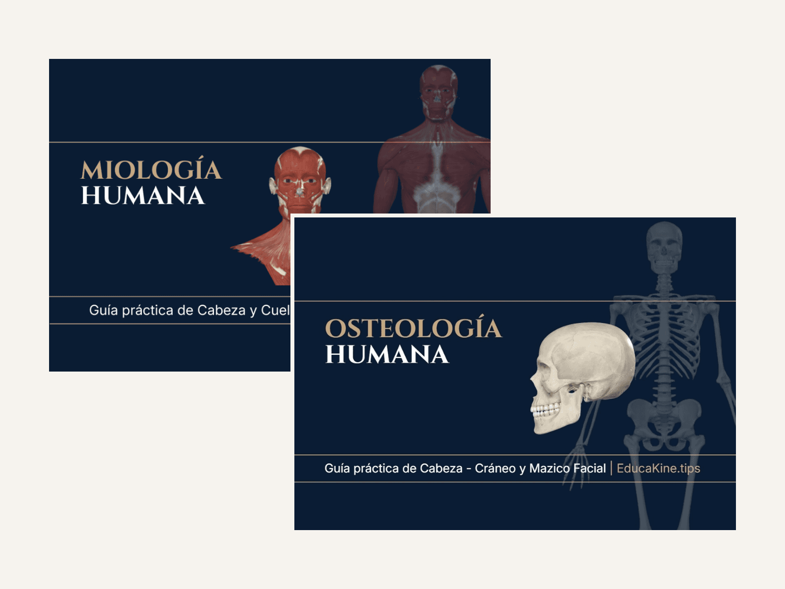 Cabeza: Miología + Osteología