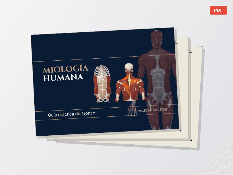 Tronco: Miología + Osteología — Documentos