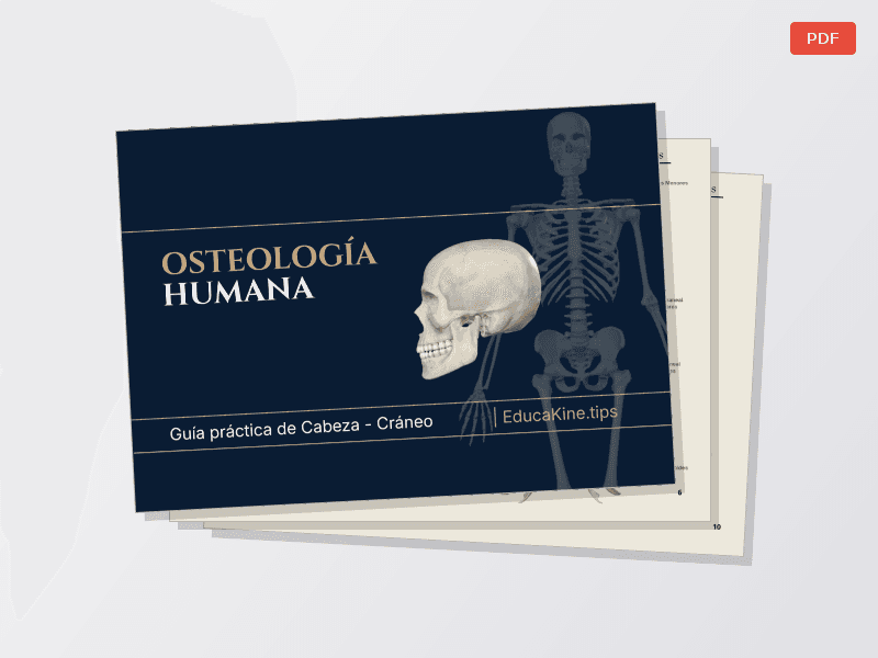 Osteo de Miembros + Cráneo - imagen 1